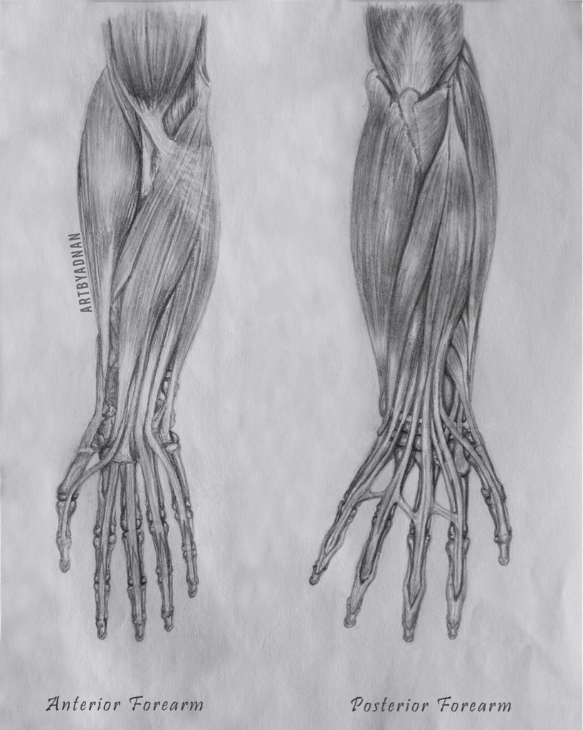 Forearm Anatomy - Art By Adnan